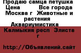 Продаю самца петушка › Цена ­ 700 - Все города, Москва г. Животные и растения » Аквариумистика   . Калмыкия респ.,Элиста г.